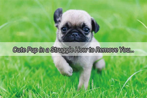 Cute Pup in a Struggle How to Remove Your Dogs Adorable but Stubborn Headwear